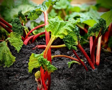 How to grow Rhubarb for Beginners