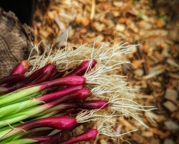 How to grow Spring Onions