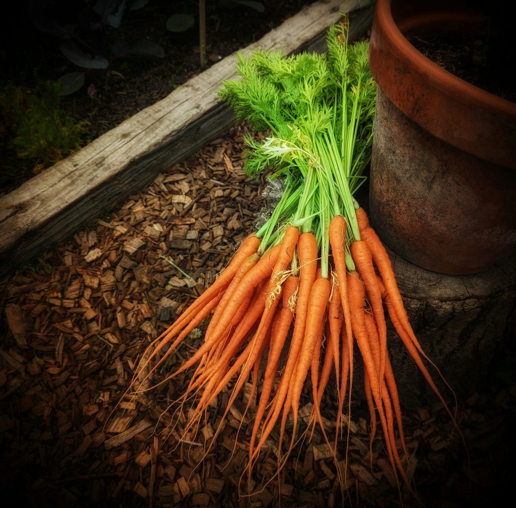How to grow perfect Carrots 
