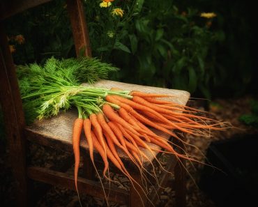 How to grow Perfect Carrots