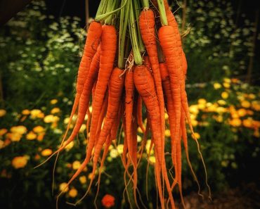 How to grow Carrots