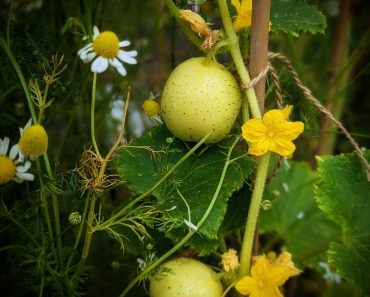 How to grow Lemon Cucumber