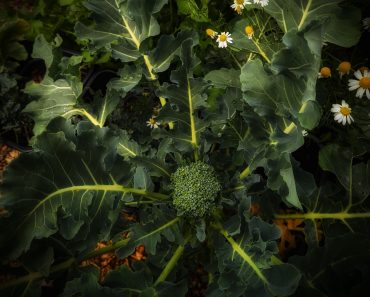 How to grow Broccoli in Pots
