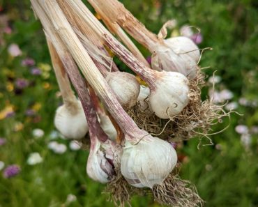 How to Grow Garlic from Bulbs and 6 Amazing Health Benefits!