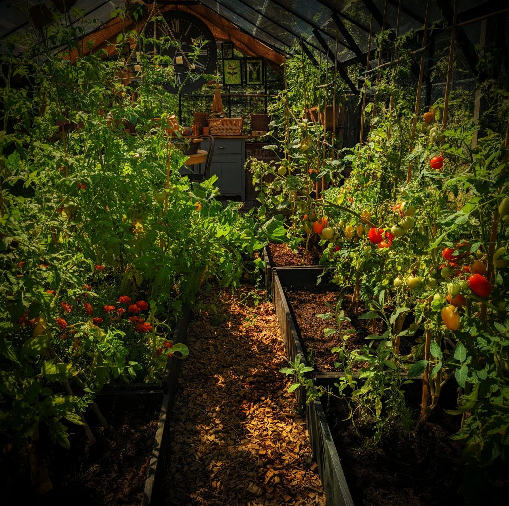 Tomatoes Greenhouse 