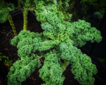 How to grow Kale