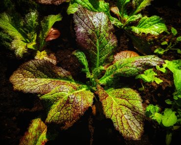 How to grow Red Giant Mustard from Seed