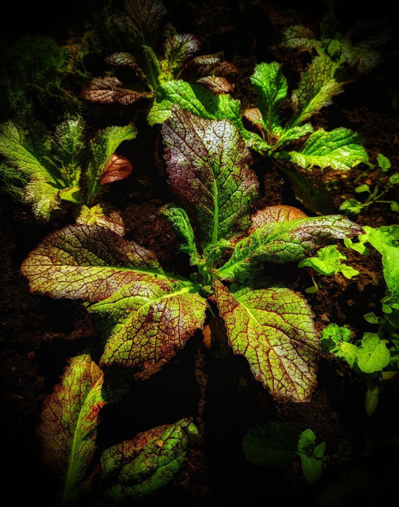 Red Giant Mustard Plant