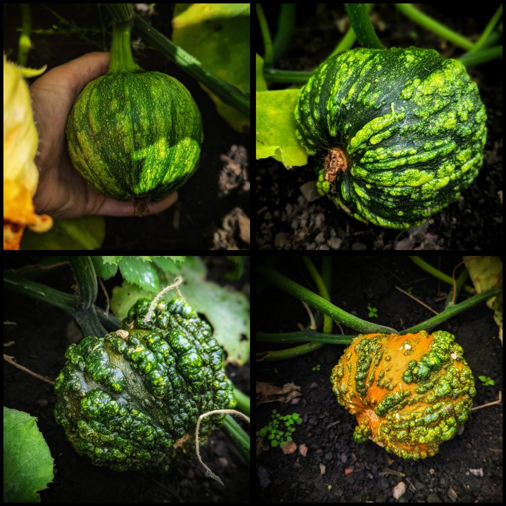 grow zombie pumpkins