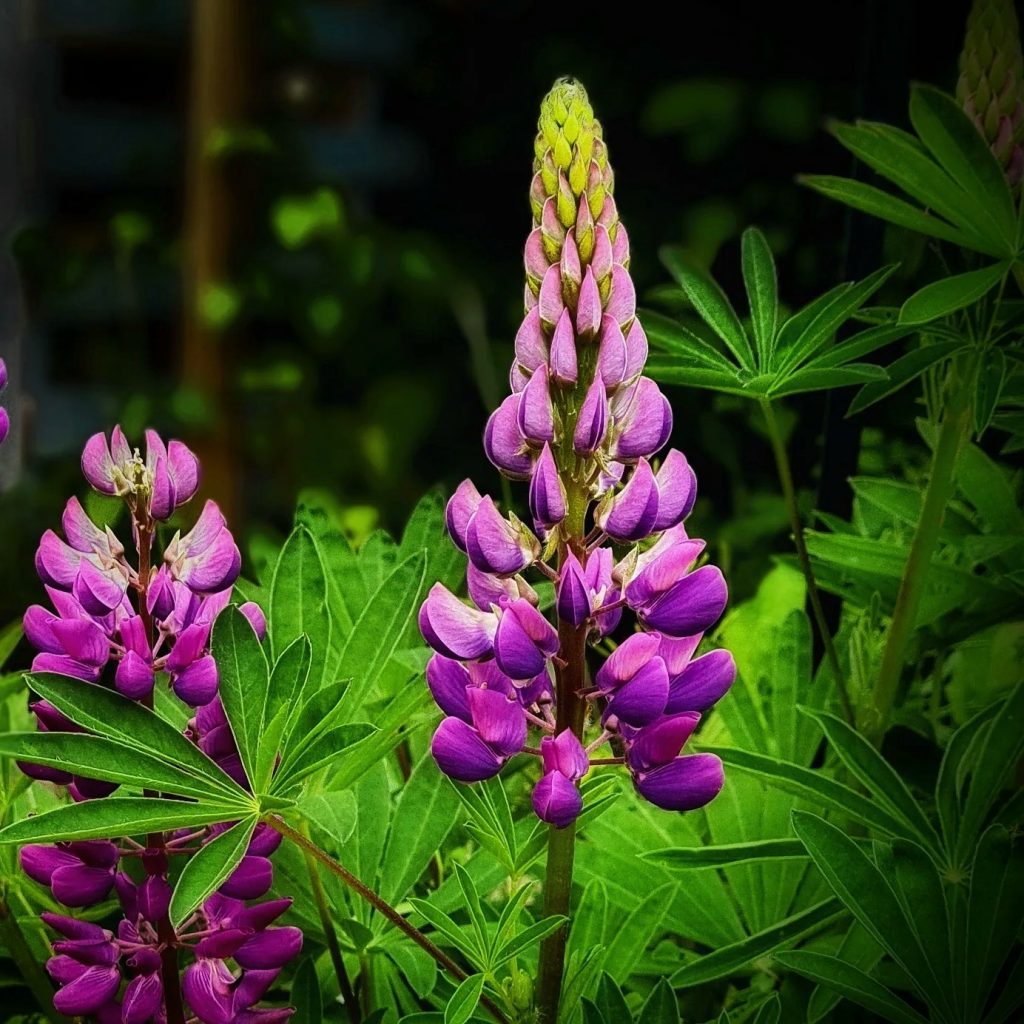 Purple lupin flowers 