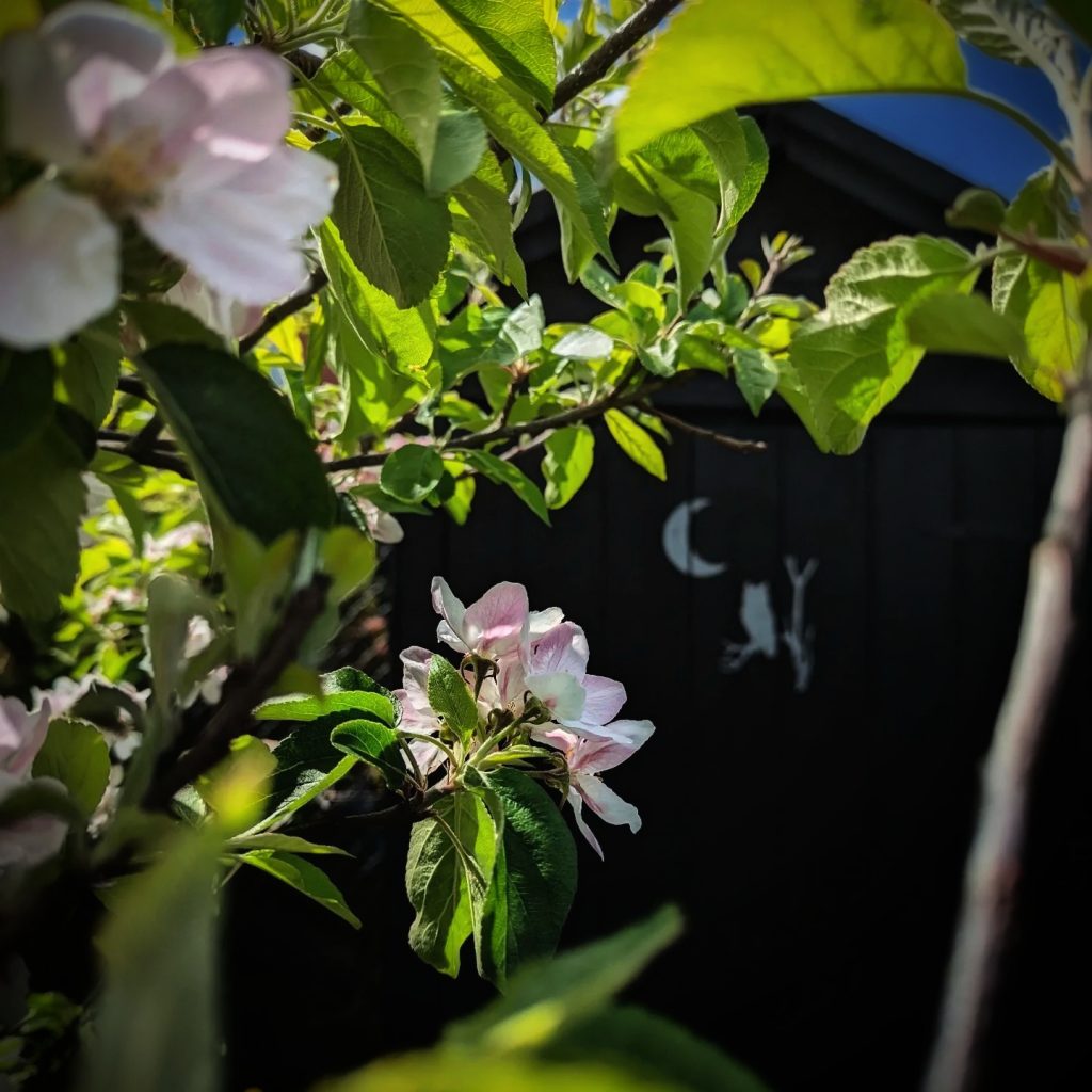 Apple Blossom flowers 