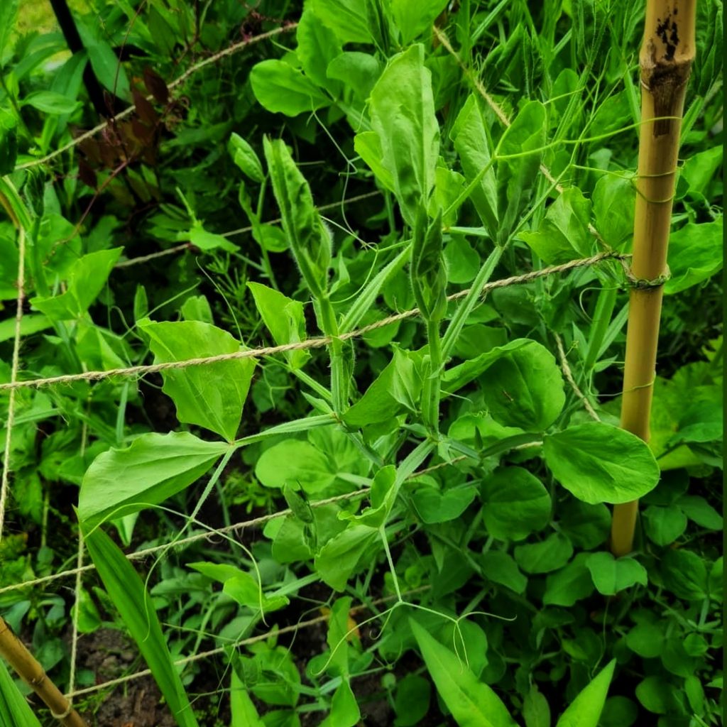 Sweet pea seedlings 