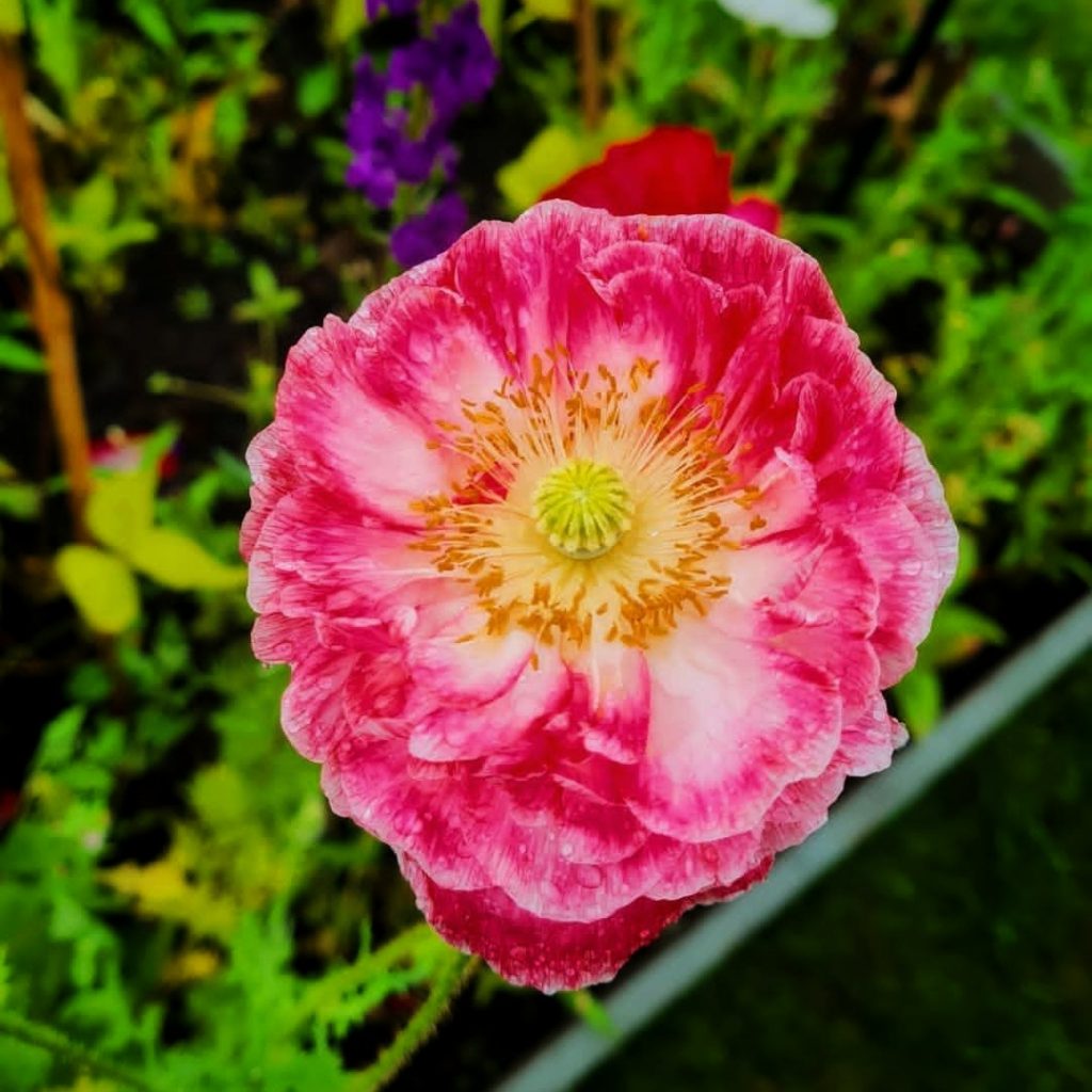 How to grow Poppies
