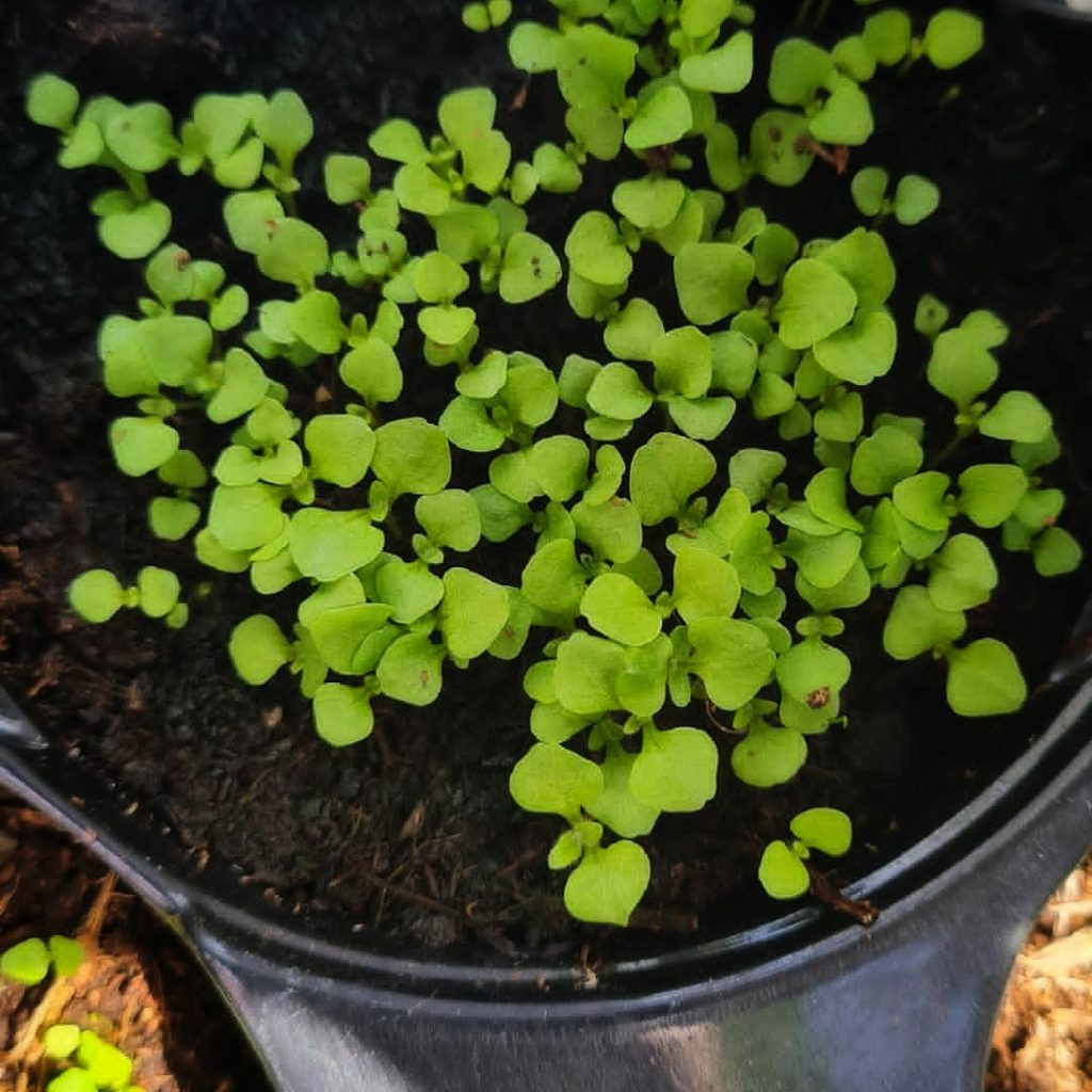 Foxglove seedlings 