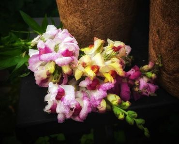 How To Grow Snapdragons from Seed