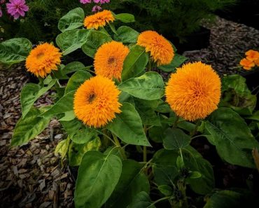 How to Grow Dwarf Sunflowers and Teddy Bear Sunflowers