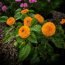 How to Grow Dwarf Sunflowers and Teddy Bear Sunflowers