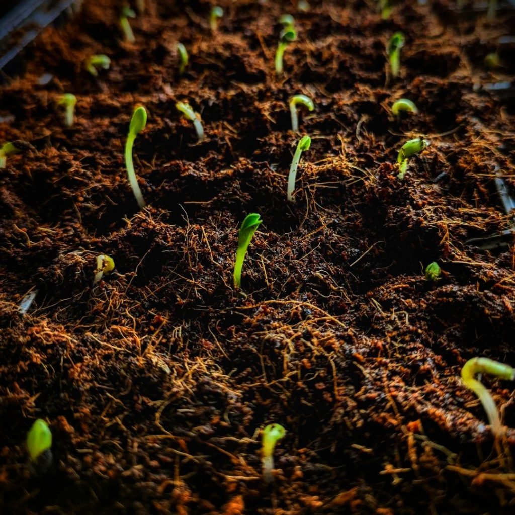 borage seedlings
