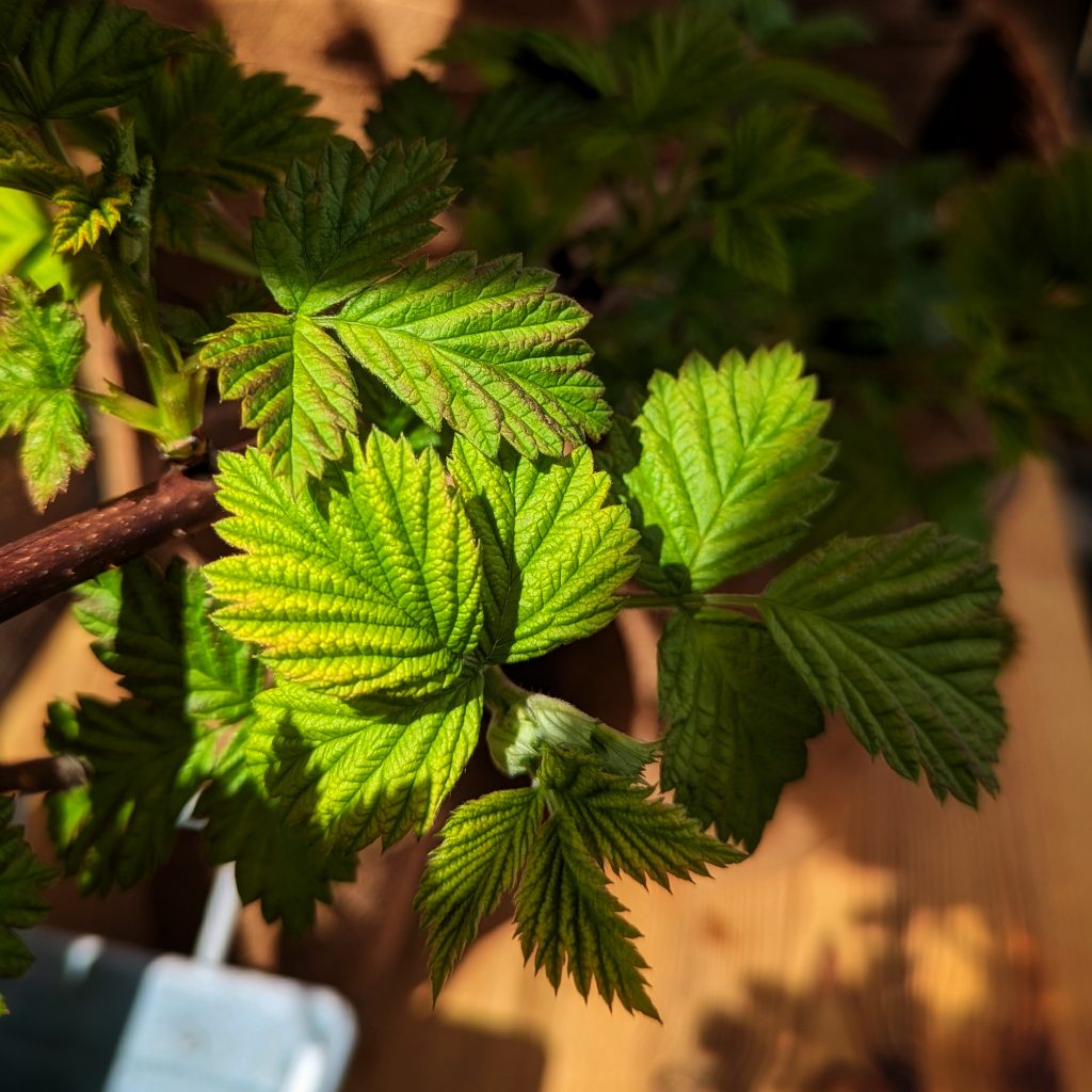 How to Harvest Raspberry Leaf Tea
