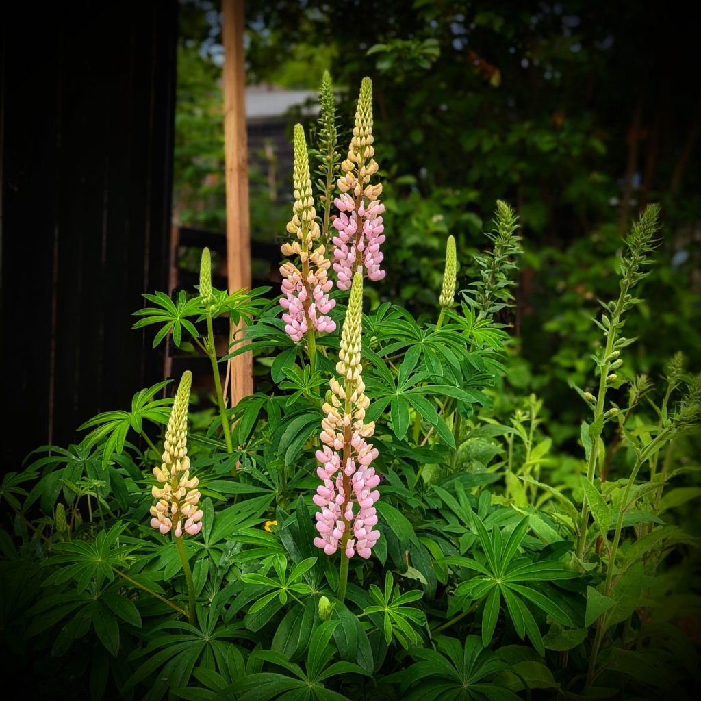 How to grow Lupins 