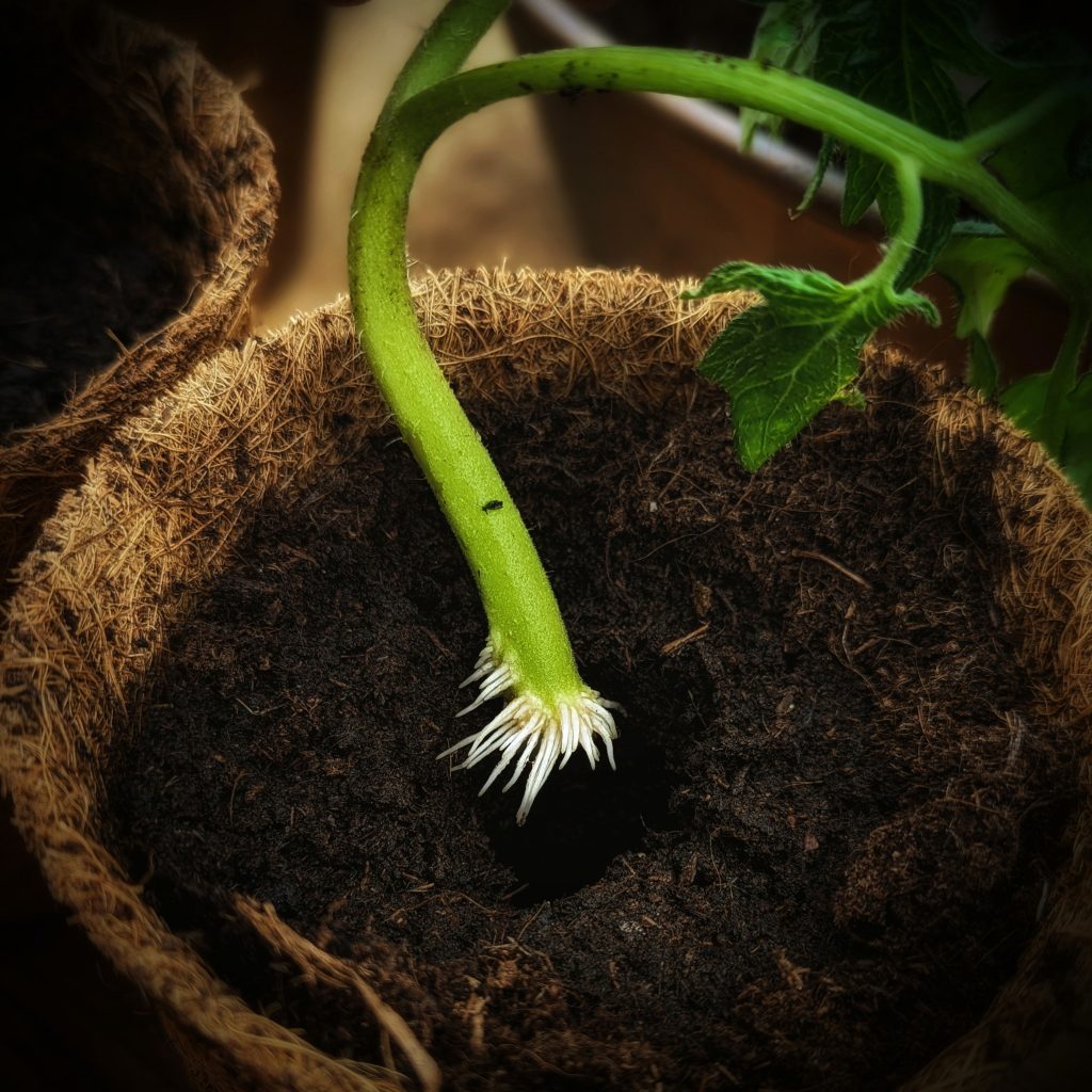 Rooted Tomato Cutting