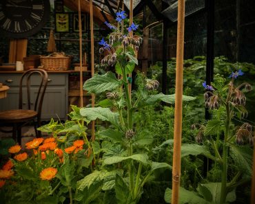 Why You Need To Grow Borage In Your Vegetable Garden