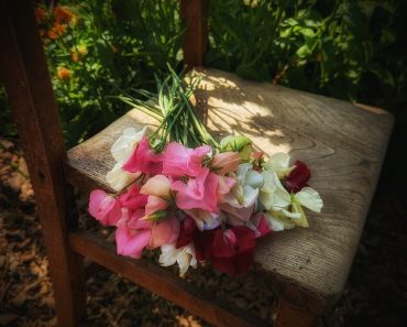How to grow Sweet Pea from Seed