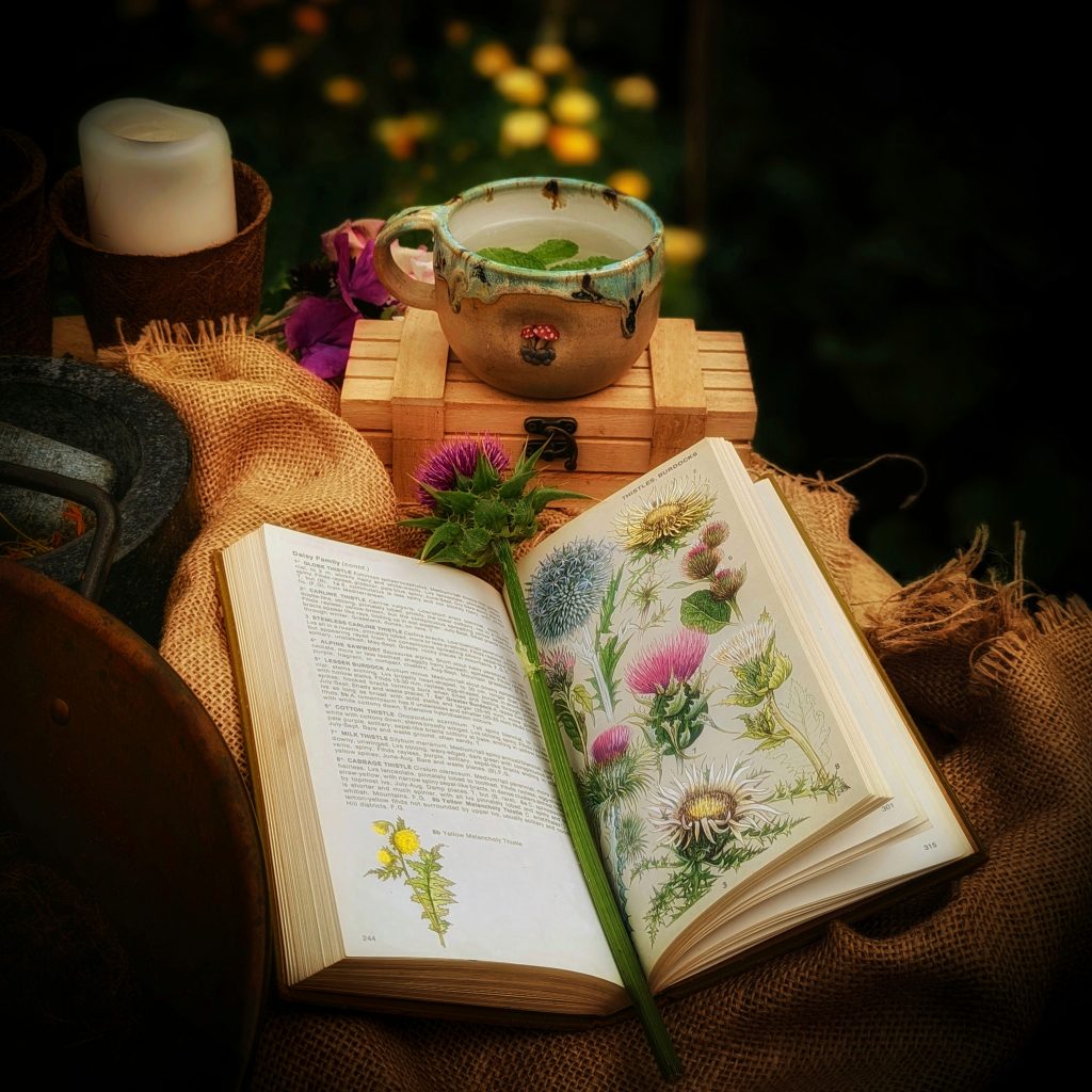 milk thistle flower book