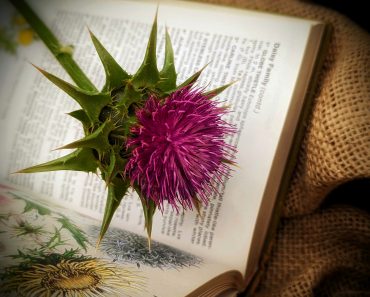 How to Grow and Harvest Milk Thistle Tea