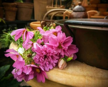 How to grow Cosmos flowers from Seed