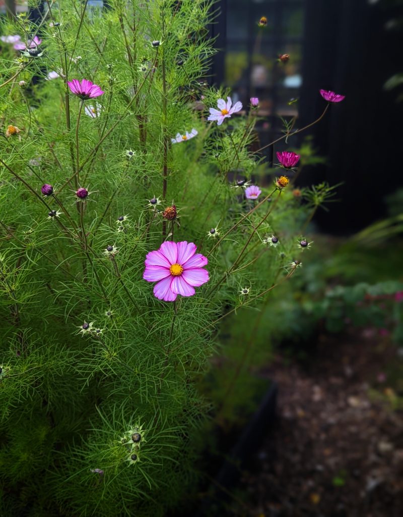 how to grow cosmos 