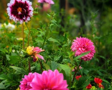 How to grow Dahlias from Tubers