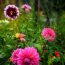 How to grow Dahlias from Tubers