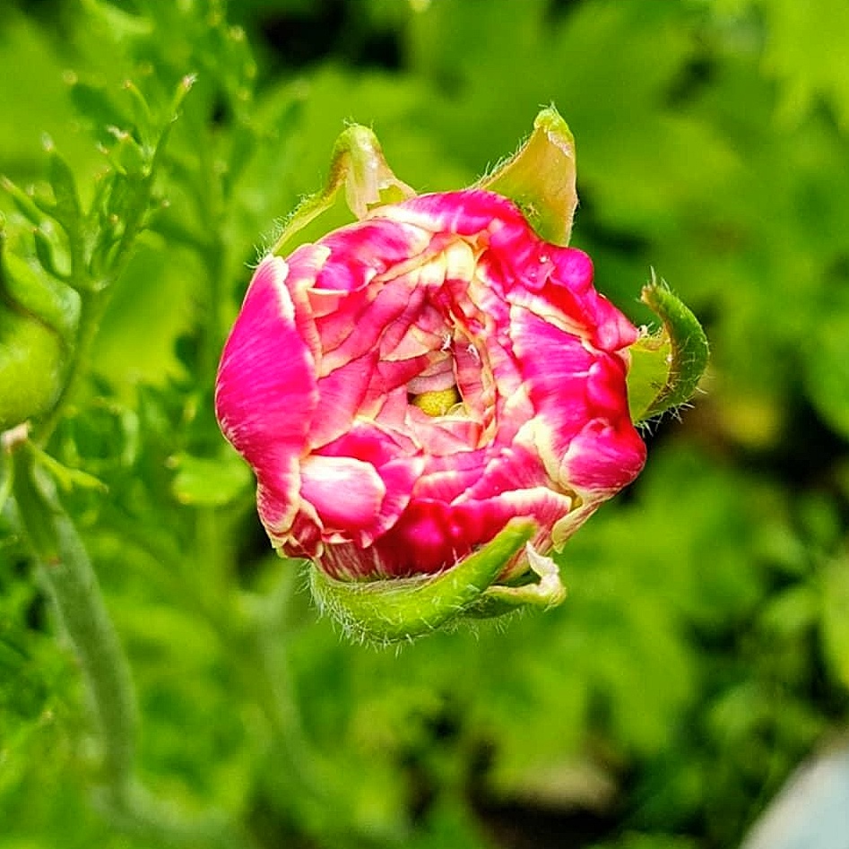 Closed Ranunculus Flower