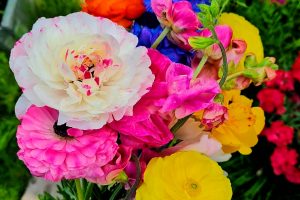 How to Grow Ranunculus Flowers