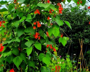 How to Grow Runner Beans in your Garden