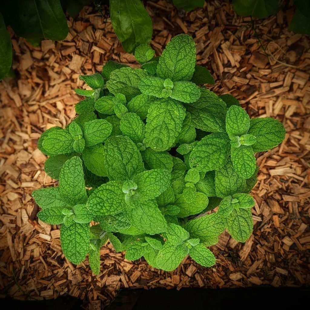 How to grow Apple Mint Plant