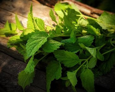 How To Grow Lemon Balm Tea For Anxiety and ‘Ladies Complaints’