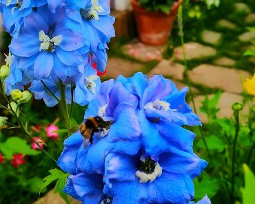 How To Grow Delphinium from Seed