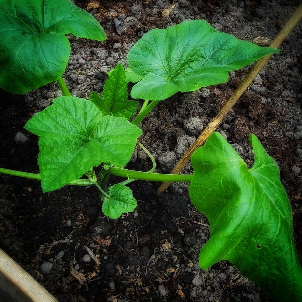 Young Baby Boo  Pumpkin Plant