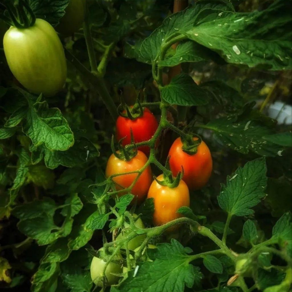 How to Grow Tomatoes from cuttings