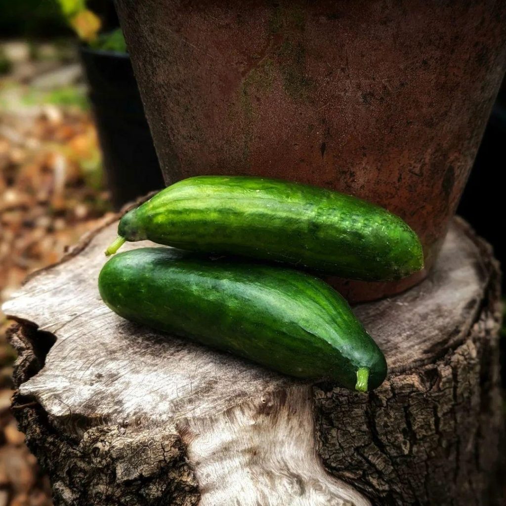 How to Grow Cucumbers