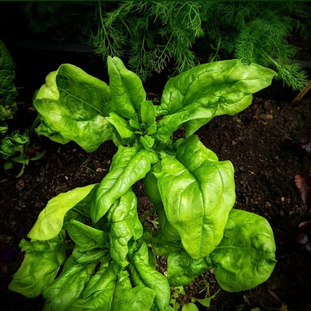How To Grow Matador Spinach