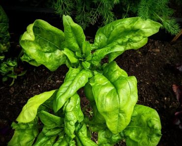 How To Grow Matador Spinach