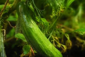 How To Grow Cucumbers – Outdoors and In A Greenhouse