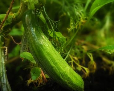 How To Grow Cucumbers – Outdoors and In A Greenhouse