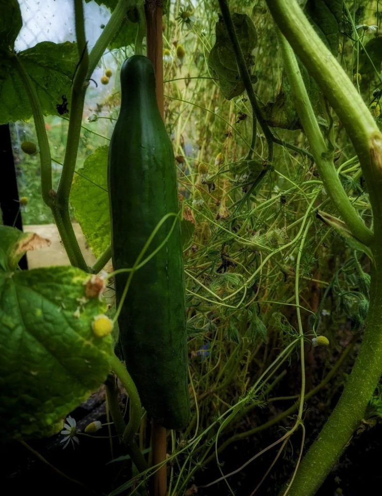 How to grow Cucumbers
