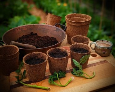 How To Grow Tomato Plants from Cuttings