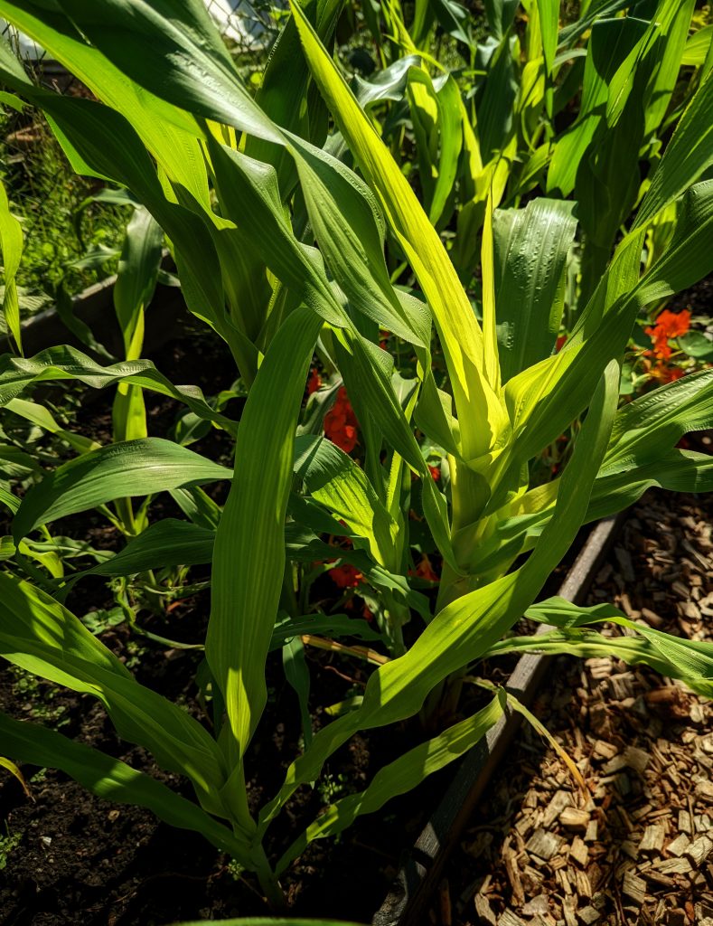 Young sweetcorn Plants