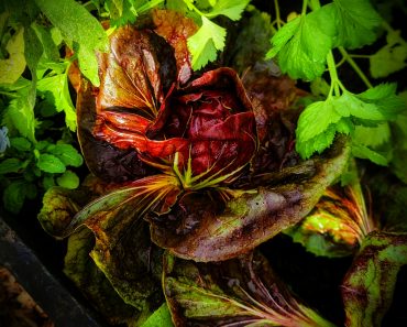 How to Grow Radicchio Palla Rossa and Its Surprising Health Benefits!